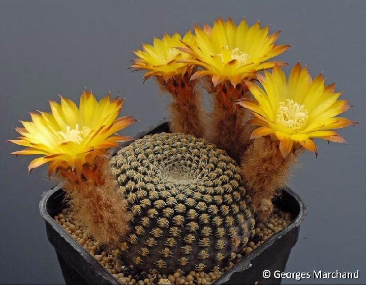 Reicheocactus pseudoreicheanus jachalensis ©Georges Marchand